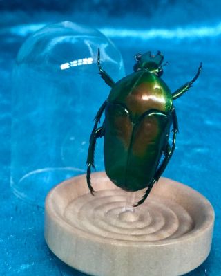 Cb44 Entomology Taxidermy Real Flower Beetle Glass Dome Display Specimen Green