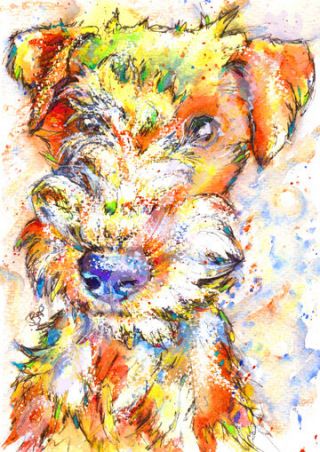 Lakeland Terrier Dog Print From An Watercolour Painting Art By Josie P