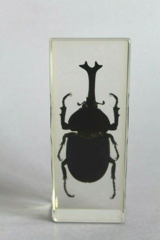 Cabinet Of Curiosities Beetle Insect Preserved In Lucite Resin Museum Specimen