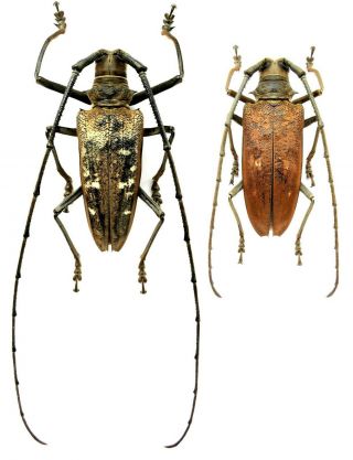 Insect Beetle Cerambycidae Batocera Thomae Ssp.  P 73,  64 Mm Seram Is