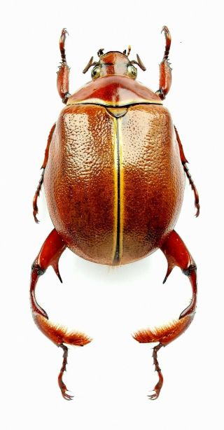 Insect Beetles Scarabaeidae Rutelinae Paraheterosternus Luedeckei 33 Mm Mexico