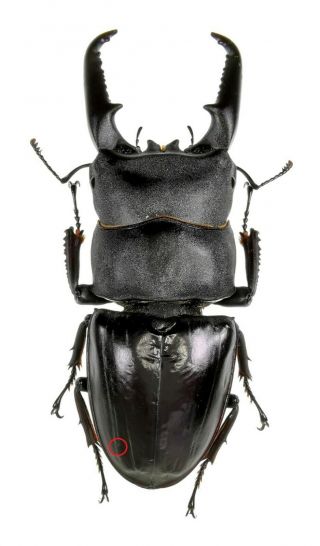 Insect Beetles Lucanidae Dorcus Titanus Ssp 75 Mm Laos