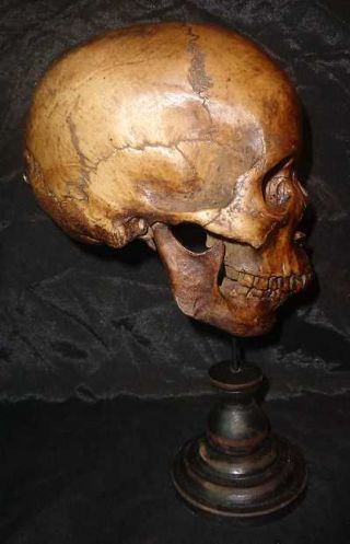 Stunning Life Size Sagittal Cut Half Human Skull With Wooden Stand