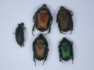 4 Scarabaeidae,  Cetoniinae,  And A Curculionidae From Turkey