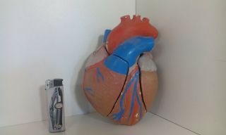 Vintage Human Heart Anatomical Papier Mache Plaster Model Biology Anatomy