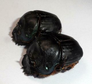 Scarabaeidae,  Coprophanaeus Gamezi Pair (rare Species)