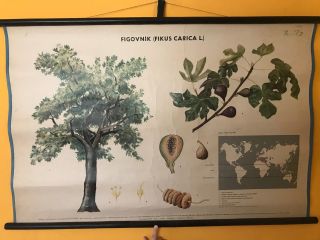 Botanical School Chart Of Fig Tree - 1965