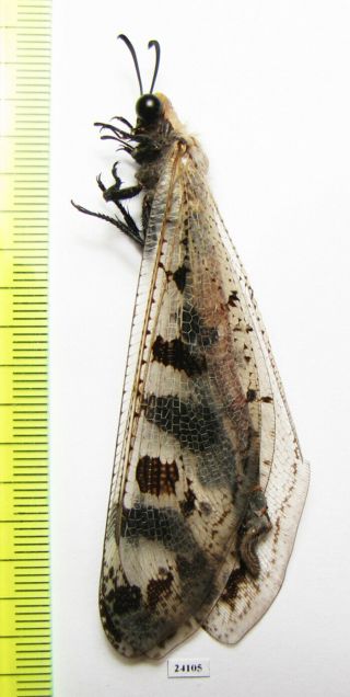Neuroptera,  Myrmeleontidae Sp. ,  Oman