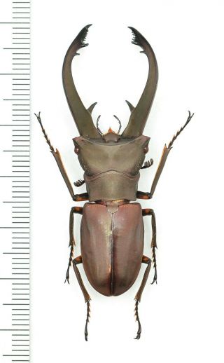 Lucanidae Cyclommatus Eximius 53mm From Irian Jaya