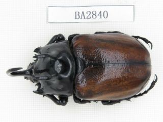 Beetle.  Eupatorus Sp.  China,  Yunnan,  Yingjiang.  1pcs.  Ba2840.