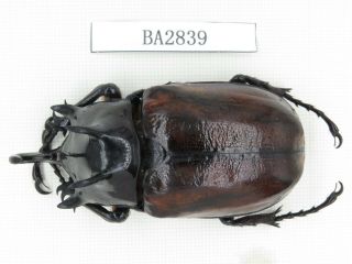 Beetle.  Eupatorus Sp.  China,  Yunnan,  Yingjiang.  1pcs.  Ba2839.
