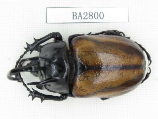 Beetle.  Eupatorus Sp.  China,  Yunnan,  Yingjiang County.  1m.  Ba2800.