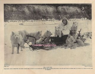 Sled Sledding Dog Samoyed Dogs 1934 Vintage Dog Photo Print