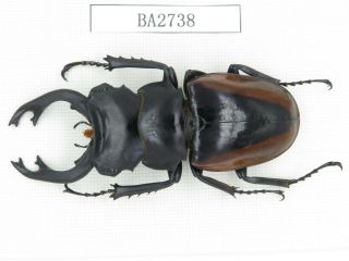 Beetle.  Odontolabis Cuvera Ssp.  Myanmar,  Kechin,  Nanse.  1m.  Ba2738.