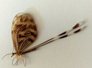 Nemoptera Sinuata Greece