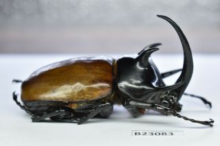 B23083 – Eupatorus Gracilicornis Ps.  Beetles,  Insects Dak Nong Vietnam 75mm