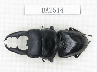 Beetle.  Dorcus Sp.  China,  Yunnan,  Jinping County.  1m.  Ba2514.