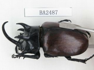 Beetle.  Eupatorus Sp.  China,  Yunnan,  Jinping County.  1m.  Ba2487.