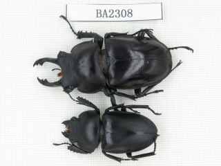 Beetle.  Neolucanus Sp.  China,  Guizhou,  Mt.  Miaoling.  1p.  Ba2308.