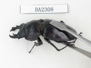 Beetle.  Neolucanus sp.  China,  Guizhou,  Mt.  Miaoling.  1P.  BA2308. 2