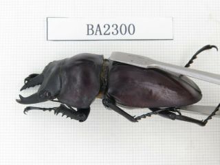 Beetle.  Neolucanus sp.  China,  Guizhou,  Mt.  Miaoling.  1P.  BA2300. 2