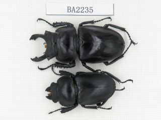 Beetle.  Neolucanus Sp.  China,  Guizhou,  Mt.  Leigongshan.  1p.  Ba2235.