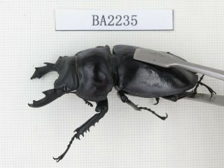 Beetle.  Neolucanus sp.  China,  Guizhou,  Mt.  Leigongshan.  1P.  BA2235. 2