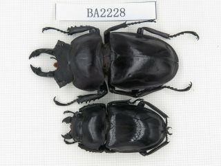 Beetle.  Neolucanus Sp.  China,  Guizhou,  Mt.  Leigongshan.  1p.  Ba2228.