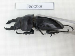 Beetle.  Neolucanus sp.  China,  Guizhou,  Mt.  Leigongshan.  1P.  BA2228. 2
