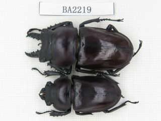 Beetle.  Neolucanus Sp.  China,  Guizhou,  Mt.  Leigongshan.  1p.  Ba2219.