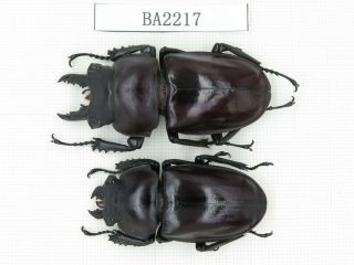 Beetle.  Neolucanus Sp.  China,  Guizhou,  Mt.  Leigongshan.  1p.  Ba2217.