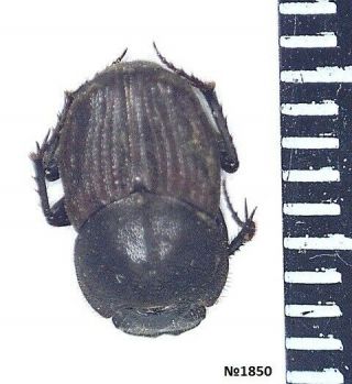 Coleoptera Liatongus Apposticornis China S.  Gansu Female