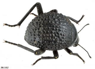 Coleoptera Tenebrionidae Gen.  Sp.  South Africa 12mm