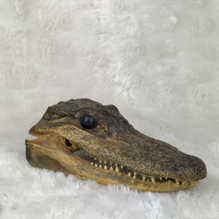Real Small Alligator Head Taxidermy Desk Decoration 5 " Read