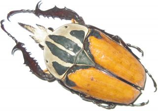Cetoniinae Mecynorrhina Oberthuri Unicolor Male A1 Male 65mm (tanzania)