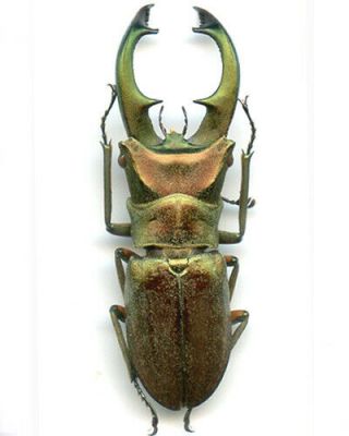 Coleoptera - Lucanidae - Cyclommatus Cupremitans - Sumatra Is 54.  25 Mm