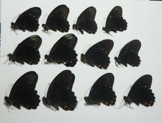 Papilionidae.  12 X Papilio Ambrax Ambrax.  Bintuni.  West Papua (29)