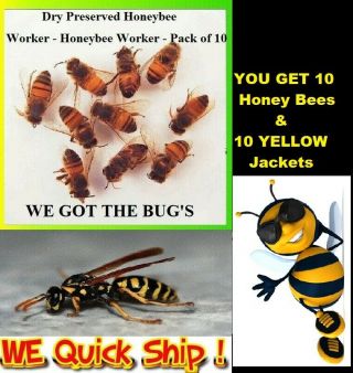 10 Honey Bees & 10 Real Yellow Jacket Wasp V Pensylanica Dried Specimen