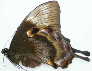 Papilio Ulysses Telegonus Female From Bacan Isl.