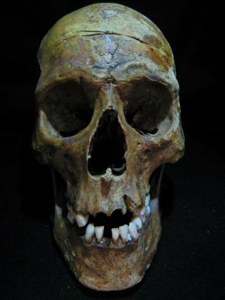 Human Skull 1:1 Scale As seen on Netflix. 2