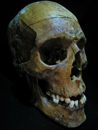 Human Skull 1:1 Scale As seen on Netflix. 3