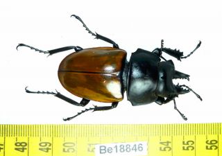 Neolucanus Lucanidae Stag Beetle Real Insect Vietnam Be (18846)