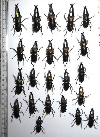Lucanidae.  23 X Cyclommatus Metallifer Finae.  Peleng Is (4)