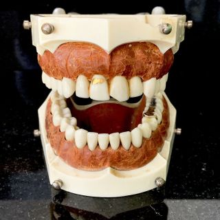 Vintage Old Columbia Dentoform Dental Typodont Gold Filling Teeth Phantom Skull