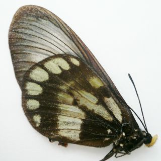 Acraea Moluccana Dohertyi Female From Sulawesi