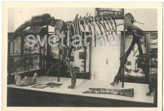 1950s Mammutidae Mammut Mastodon Prehistoric Animals Museum Dinosaur Photo Card
