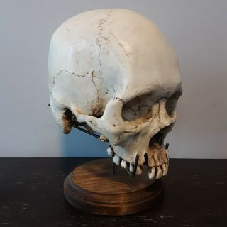 Human Skull Stand Display / SKULL NOT / Real Skeleton Bones 2