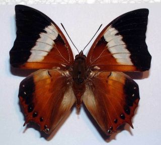 Charaxes Bupalus - Unmounted Butterfly