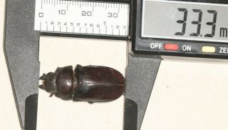 Lucanidae Lucanus Imitator F 33.  3mm Tibet