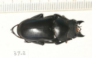 Lucanidae Dorcus Hemisodorcus Derelictus 37.  2mm Tibet